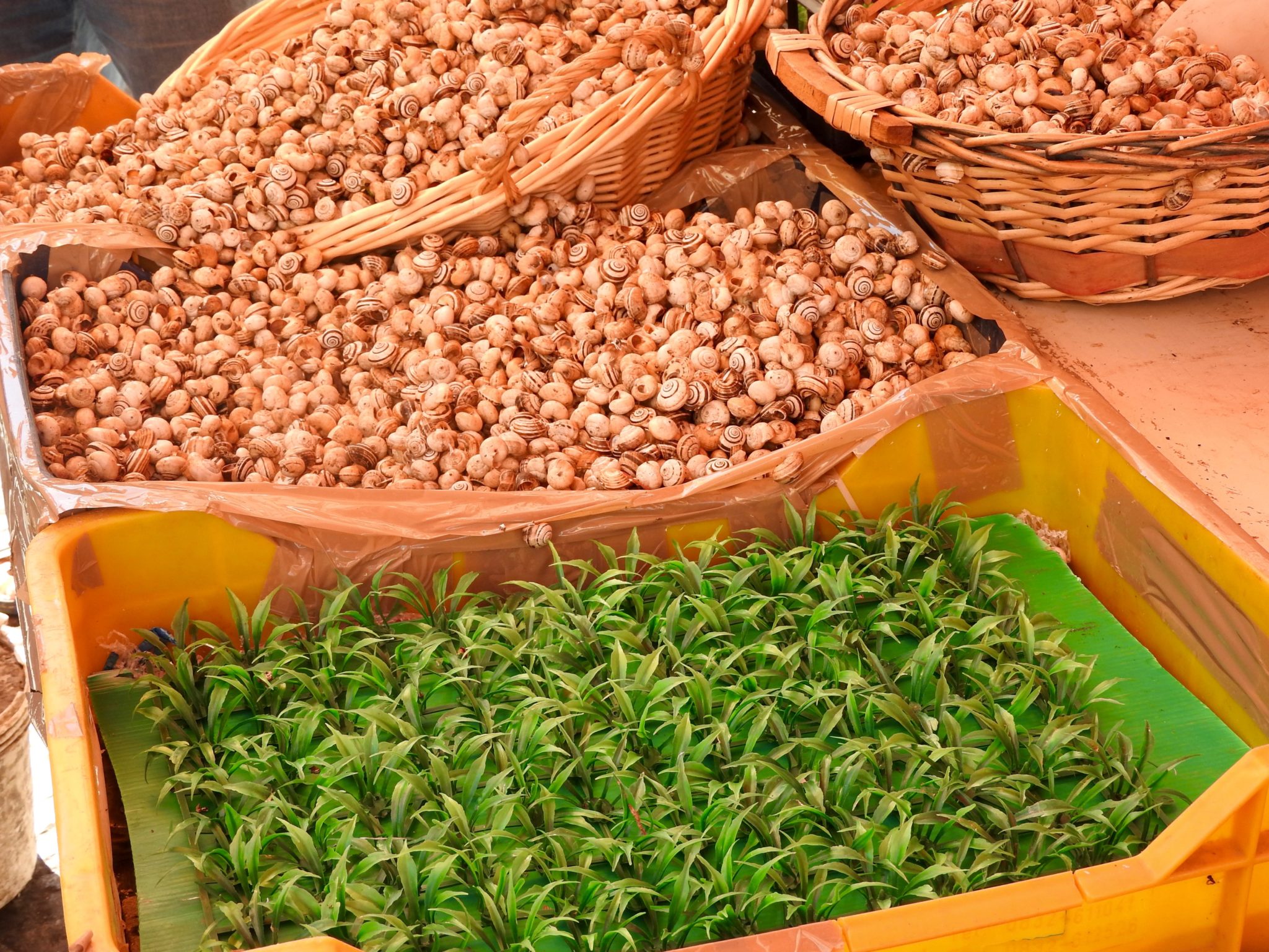 Baskets of small snails