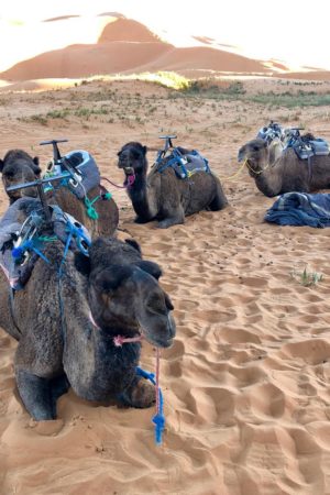 Camels resting