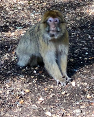 small monkey with yellow-ish fur