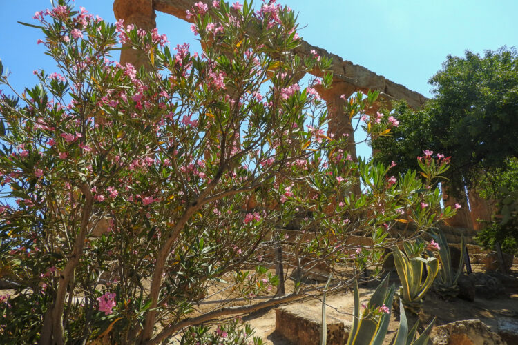 Classical Temple Columns Seen Through Tree With Pink Flowers