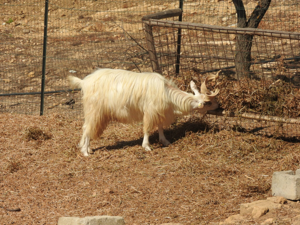 Curvy-horned white goat, Valley of the Temples